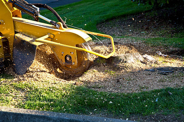 How Our Tree Care Process Works  in  Arlington, GA